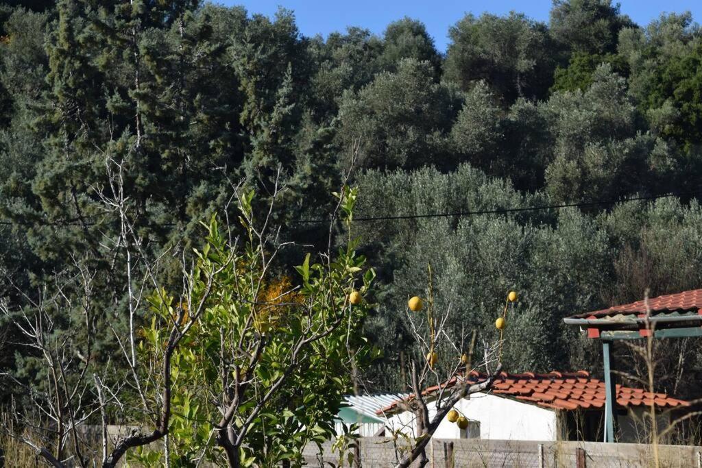 ολόκληρος όροφος αγροτική οικία * Neos Pirgos